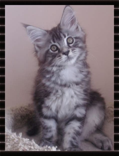 Male Maine Coon Black Silver Blotched Tabby