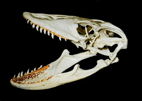 Komodo Dragon Skull Photograph By Millard H Sharp Pixels
