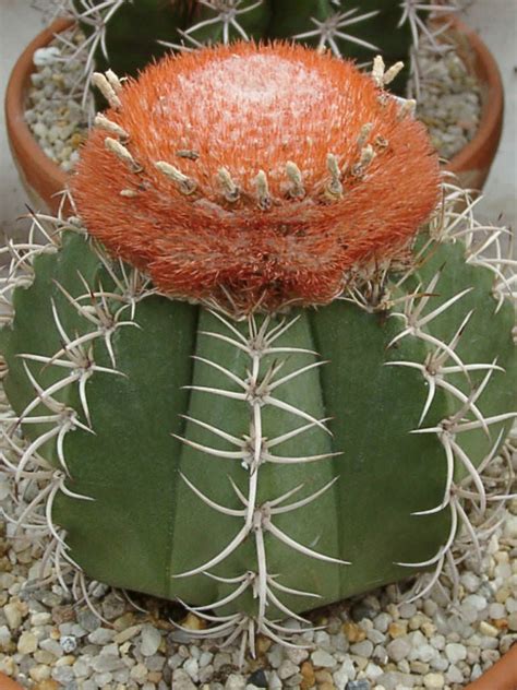 Famouns names that start with s. Melocactus matanzanus (Dwarf Turk's Cap Cactus) | World of ...