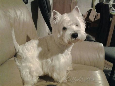 1000 Images About Westie Grooming Pics On Pinterest Barking Westies And West Highland Terrier