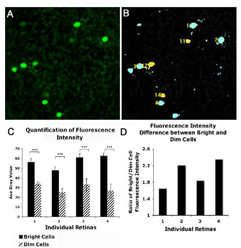 Quantification Of Fluorescence Intensity Among Gfp Labeled Cells A A