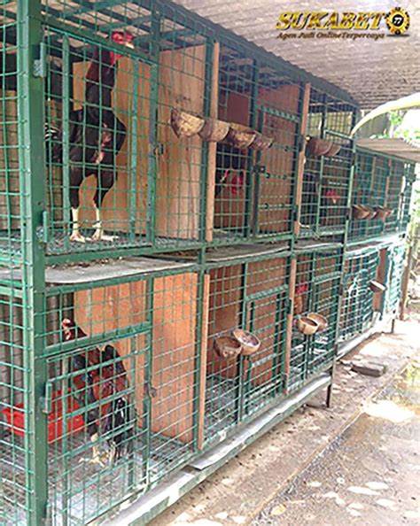 Pemilihan bibit yang bagus sangat penting karena menjadi penentu untuk ke depannya. 3 Jenis Kandang Ayam Bangkok Untuk Perawatan - sukabet77 ...