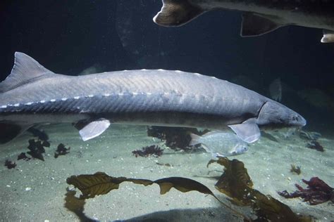 11 Largest Freshwater Fish In The World
