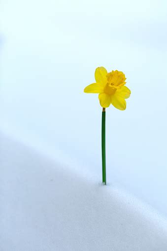 Daffodil In The Snow Pictures Download Free Images On Unsplash