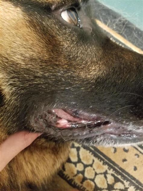 Pink Discoloration On Lipsgums Out Of Nowhere German Shepherd Dog Forums