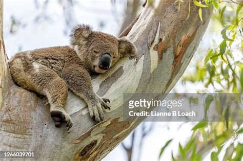 Sleepy Koala In A Eucalyptus Tree On A Sunny Morning High Res Stock