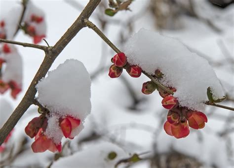 Late Spring Snow Free Photo On Pixabay Pixabay