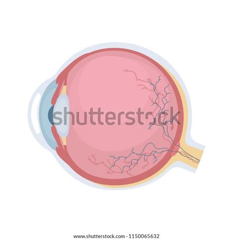 Human Eyeball Icon Human Eye Structure Stock Vector Royalty Free