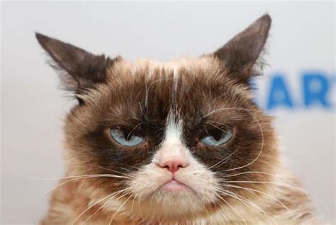Internet Star Grumpy Cat Dies At Age 7 Asianewsnetwork Eleven Media Group Co Ltd