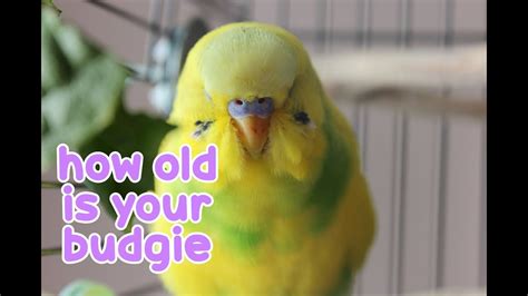How can i find out how old my bike is? How Old is Your Budgie? - YouTube
