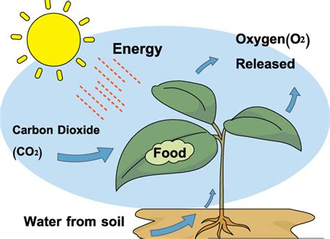 Photosynthesis Diagram Unmasa Dalha
