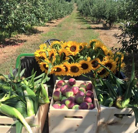Hollis Hills Farms Pick-Your-Own Sunflower Field In Massachusetts