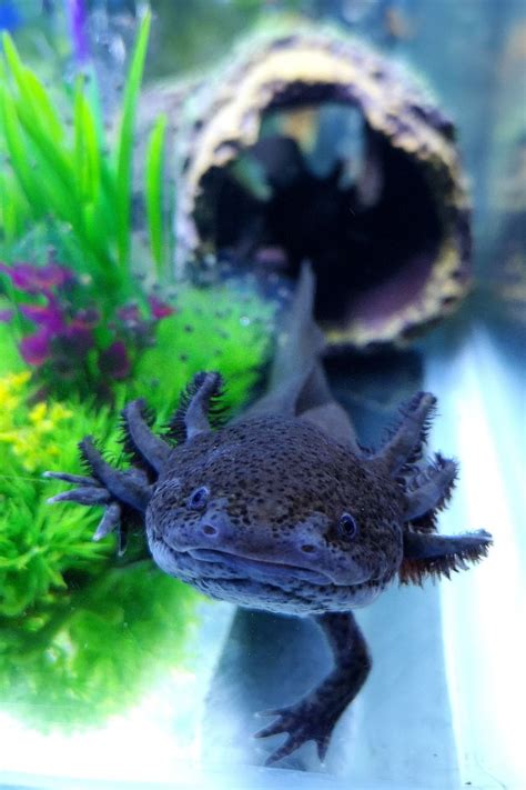 Axolotl reproduction starts with dancing — literally. Axolotl young | Gloucester, Gloucestershire | Pets4Homes