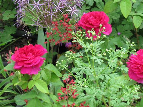 The Great Red Roses Of David Austin Daves Garden