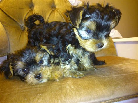 2 handsome male yorkie pups for sale ready to go. | Crewe, Cheshire ...