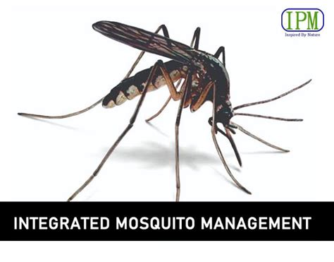 Mosquito Management Ipm