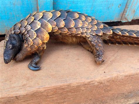 Pangolin Hunting Skyrockets In Central Africa Driven By International