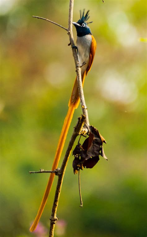 The Indian Paradise Flycatcher Birdphotography