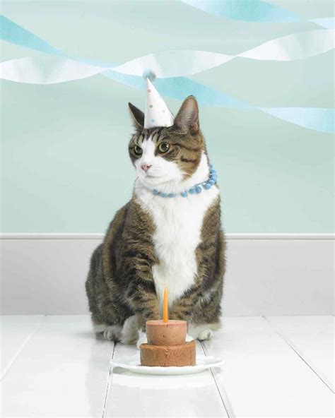 Pin By Providence On Felines Cat Birthday Cat Party Cat Crafts