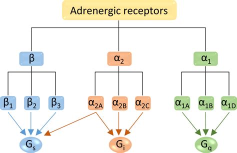 New Findings On Adrenergic Receptors Shed Light On Partial Agonism And