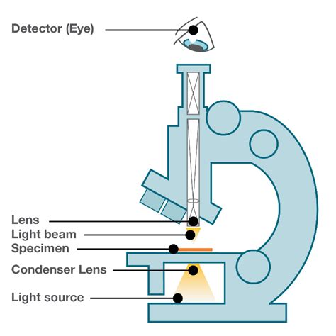 Light Microscope Vs Electron Microscope Life In Atomic Resolution