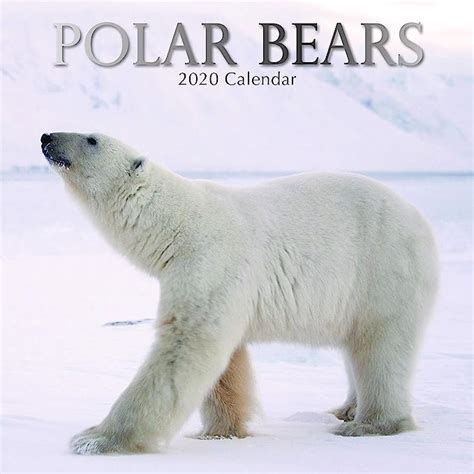 2020 Wall Calendar Polar Bear Calendar 12 X 12 Inch