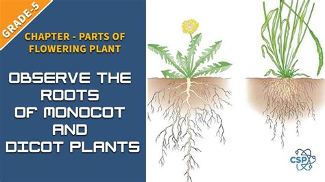Difference Between Monocot And Dicot Root Marthaldsanford