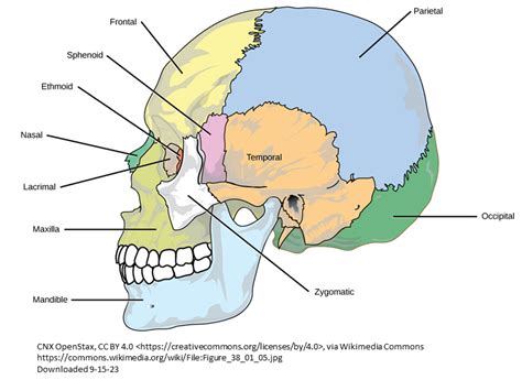 Calvarial Bone Graft Iowa Head And Neck Protocols