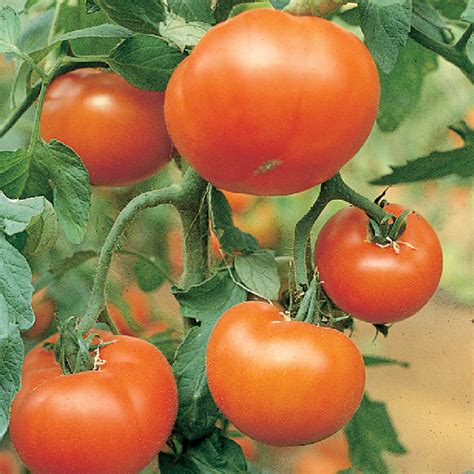 Mountain Delight Hybrid Tomato Medium Large Tomato Seeds Totally Tomatoes