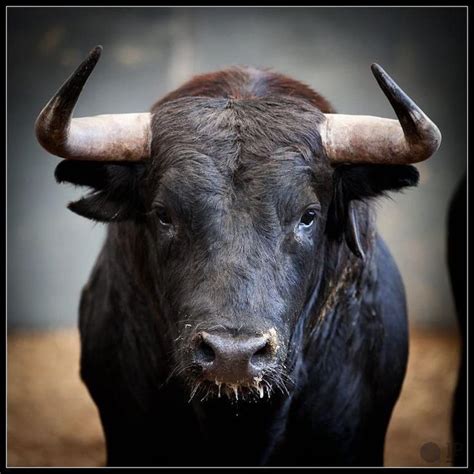 The Spanish Fighting Bull Toro Bravo Toro De Lidia Toro Lidiado