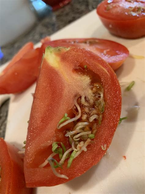 The Inside Of My Tomato Was Sprouting Rmildlyinteresting