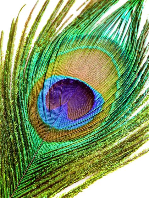 Peacock Feather Photograph By Science Photo Library Fine Art America