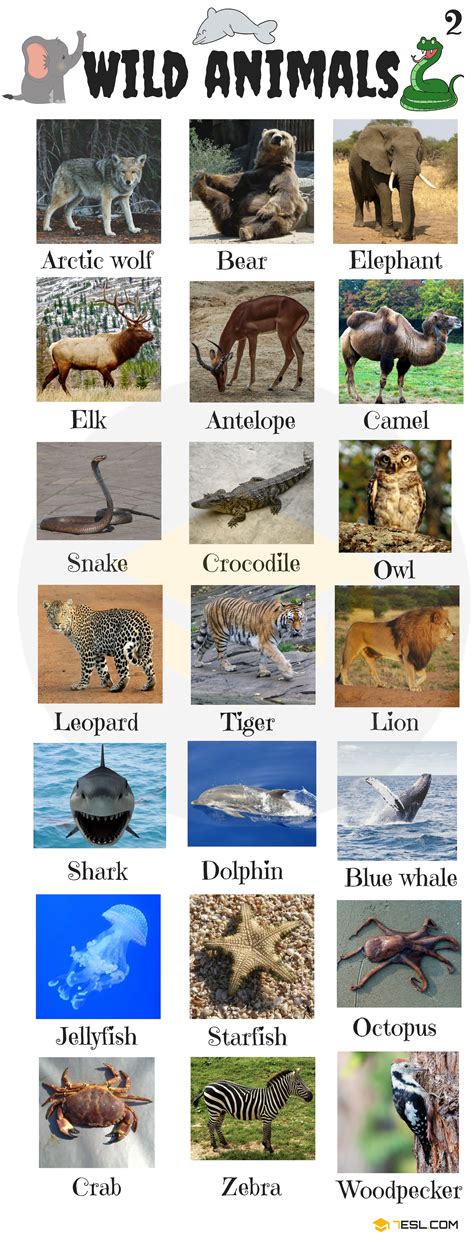 Animals Vocabulary In English Learn Animal Names 7 E S L