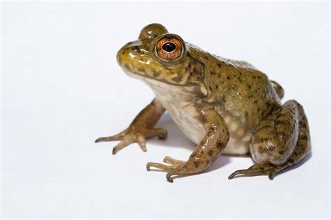 South Carolina Frogs And Toads The Frog Lady African Bullfrog Birds