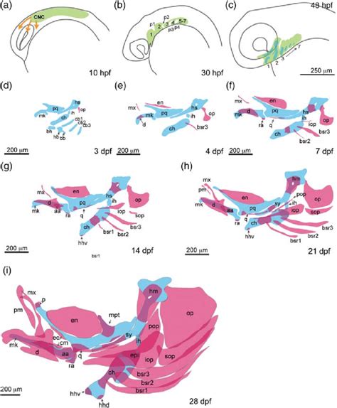 Stages Of Neural Crest Migration Pharyngeal Arch Patterning And