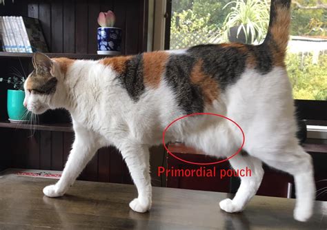 Primordial Pouch In Cats Our Veterinarian Explains Cat World