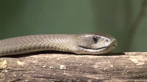 The video shows the snake catcher using tongs to dislodge the snake from behind a bar fridge before he releases it in the wild. Black Mamba Snake HD - YouTube
