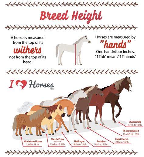 Top Horse Breeds By Height