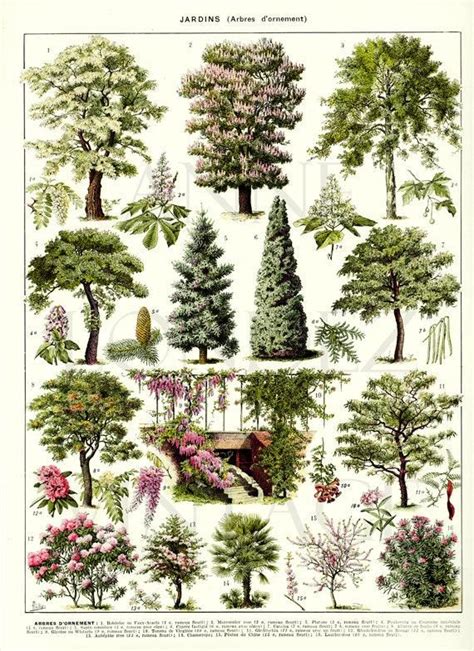Tree Botanical Poster 1936 Vintage Botanical Art Tree Print Vintage