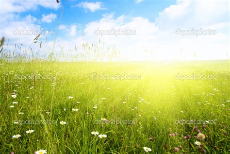 Sunny Day And Field Of Summer Flowers — Stock Photo © Iakov 4622197 5ba