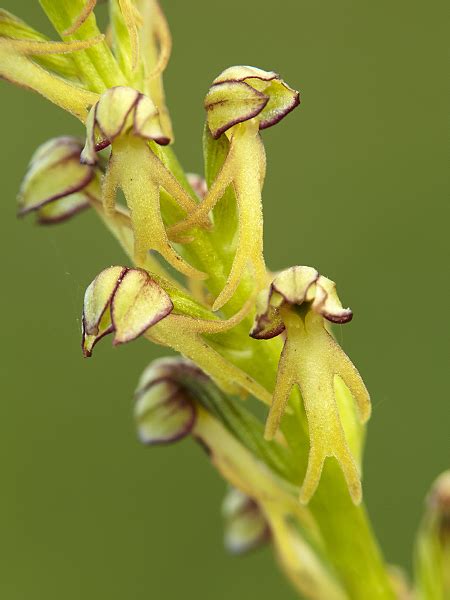 Man Orchid Nigel Spencer Photography