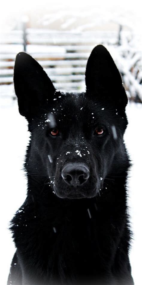 Top Smartest German Shepherds Dogs In The World Black German Shepherd