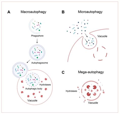 Ijms Free Full Text Autophagy Mediated Regulation Of Different Meristems In Plants