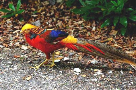 Berikut ini adalah beberapa jenis burung cendrawasih yang paling cantik. Gambar-gambar burung tercantik di dunia