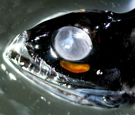 The official world for deep sea fishing is world 116 (p2p). Real Monstrosities: Deep Sea Dragonfish