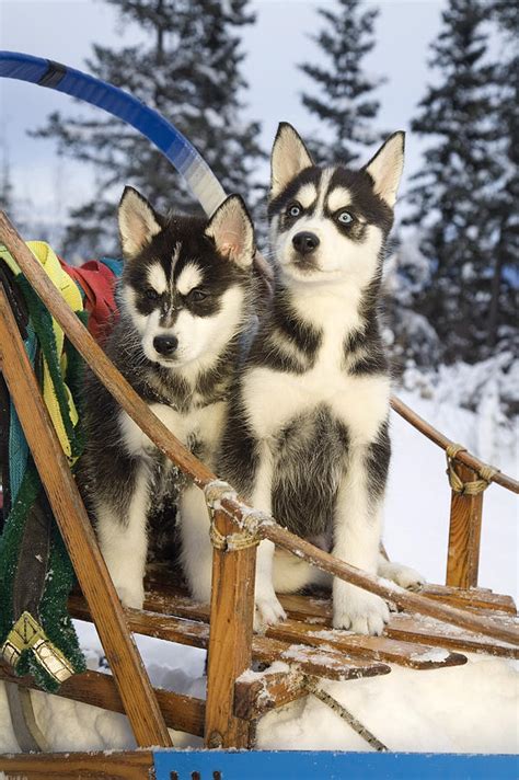 Two Siberian Husky Puppies Sitting In Photograph By Jeff Schultz Fine