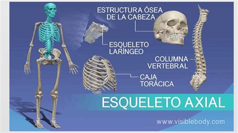 Esqueleto Axial Humano Apuntes De Anatomía Aplicada Docsity