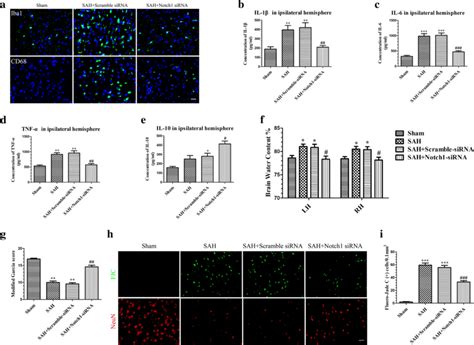 Effects Of Notch1 SiRNA On The Microglial Activation Inflammatory