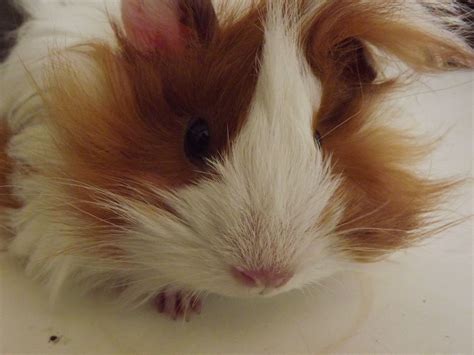 Another sign that it's time to cut your guinea pig's hair is when their hair becomes tangled and knotted. baby long hair guinea pig | birds and animals | Pinterest