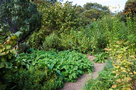 Part Of The Abundant Food Forest At St Erth Growing Food